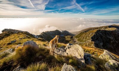 Botas de montaña Quechua: el calzado perfecto para tus aventuras