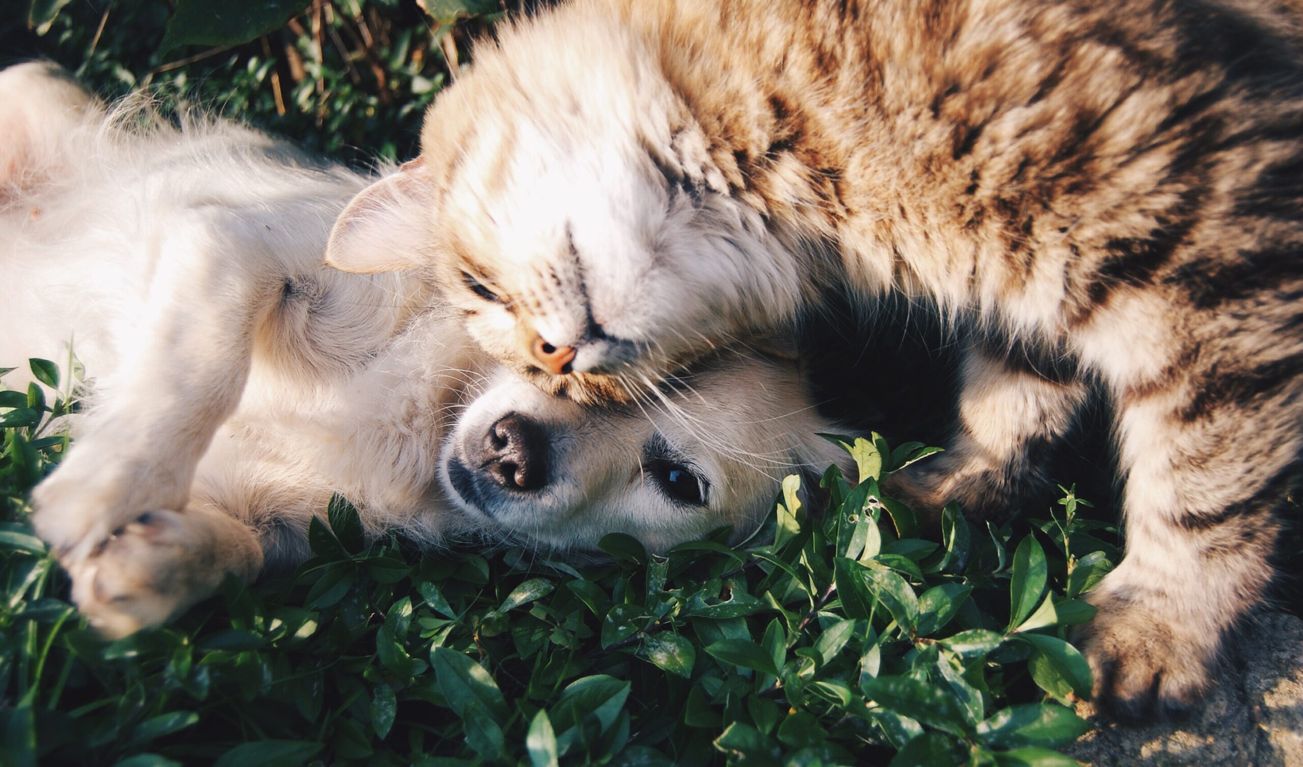 Botas de agua para perro: Protege sus patas en días lluviosos