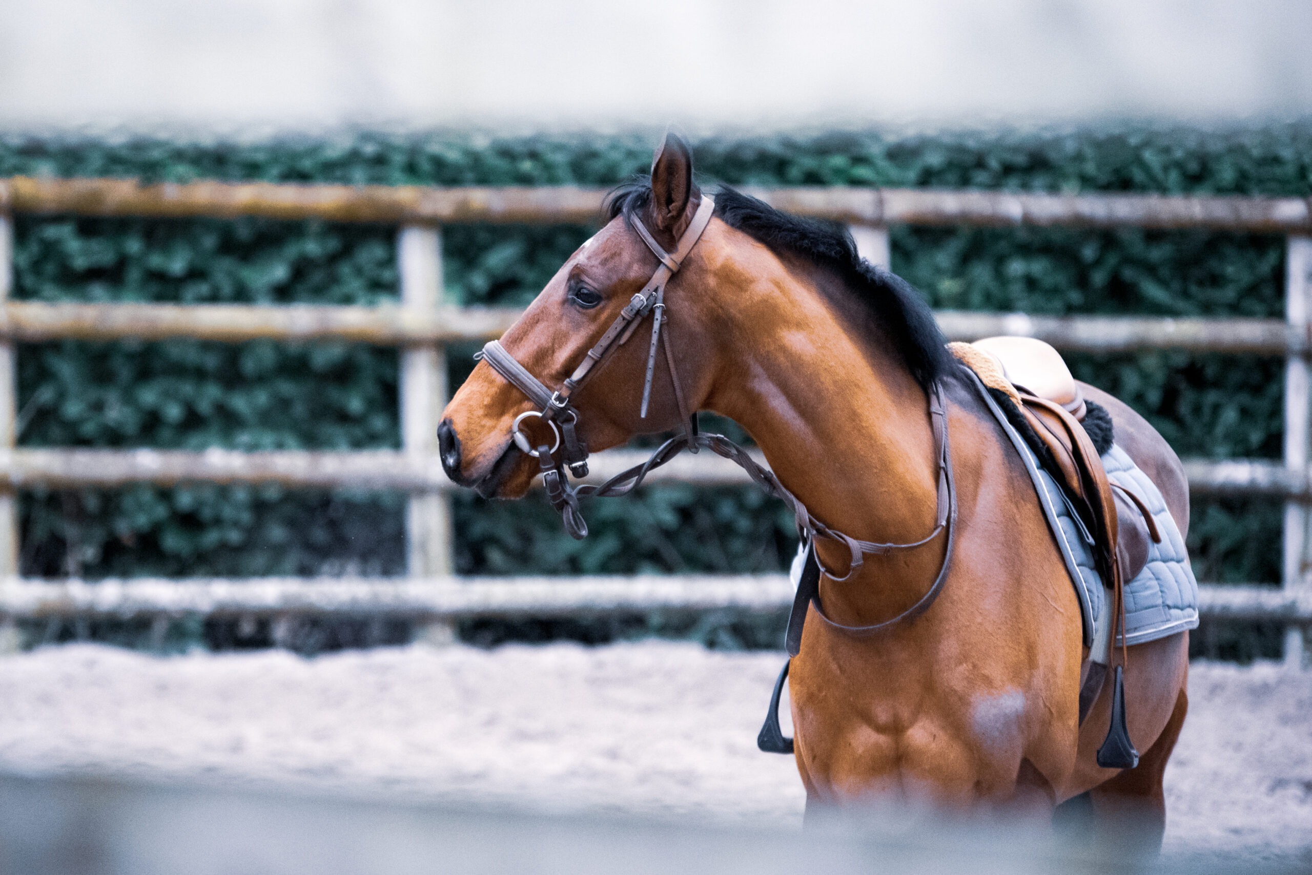 Bolsos de piel para caballos: la elegancia en tus manos